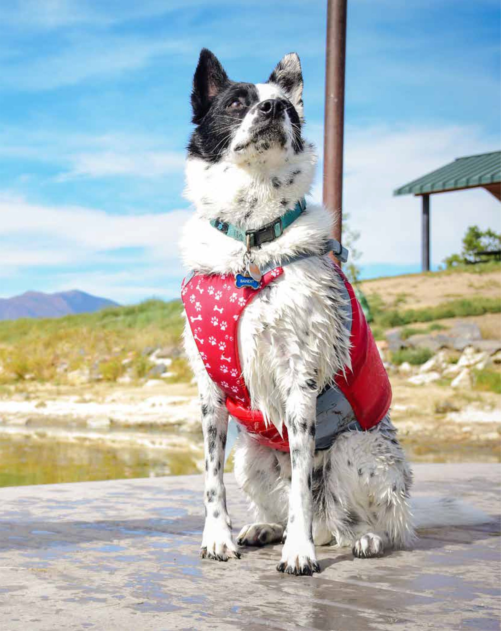 Cute dog wearing a Canine Flotation Device